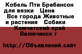 Кобель Пти Брабансон для вязки › Цена ­ 30 000 - Все города Животные и растения » Собаки   . Камчатский край,Вилючинск г.